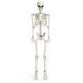 5.4 FT Poseable Skeleton F2641