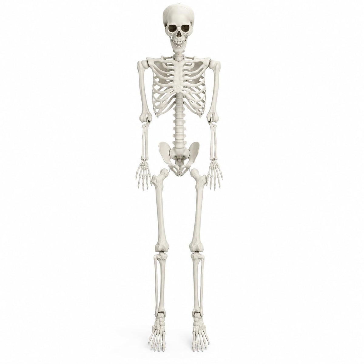 5.4 FT Poseable Skeleton F2641