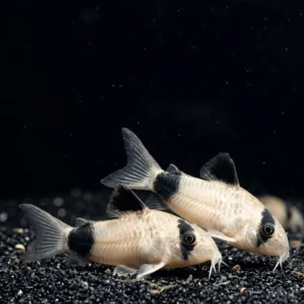 6 Panda Corydoras Live Freshwater Catfish Y3198
