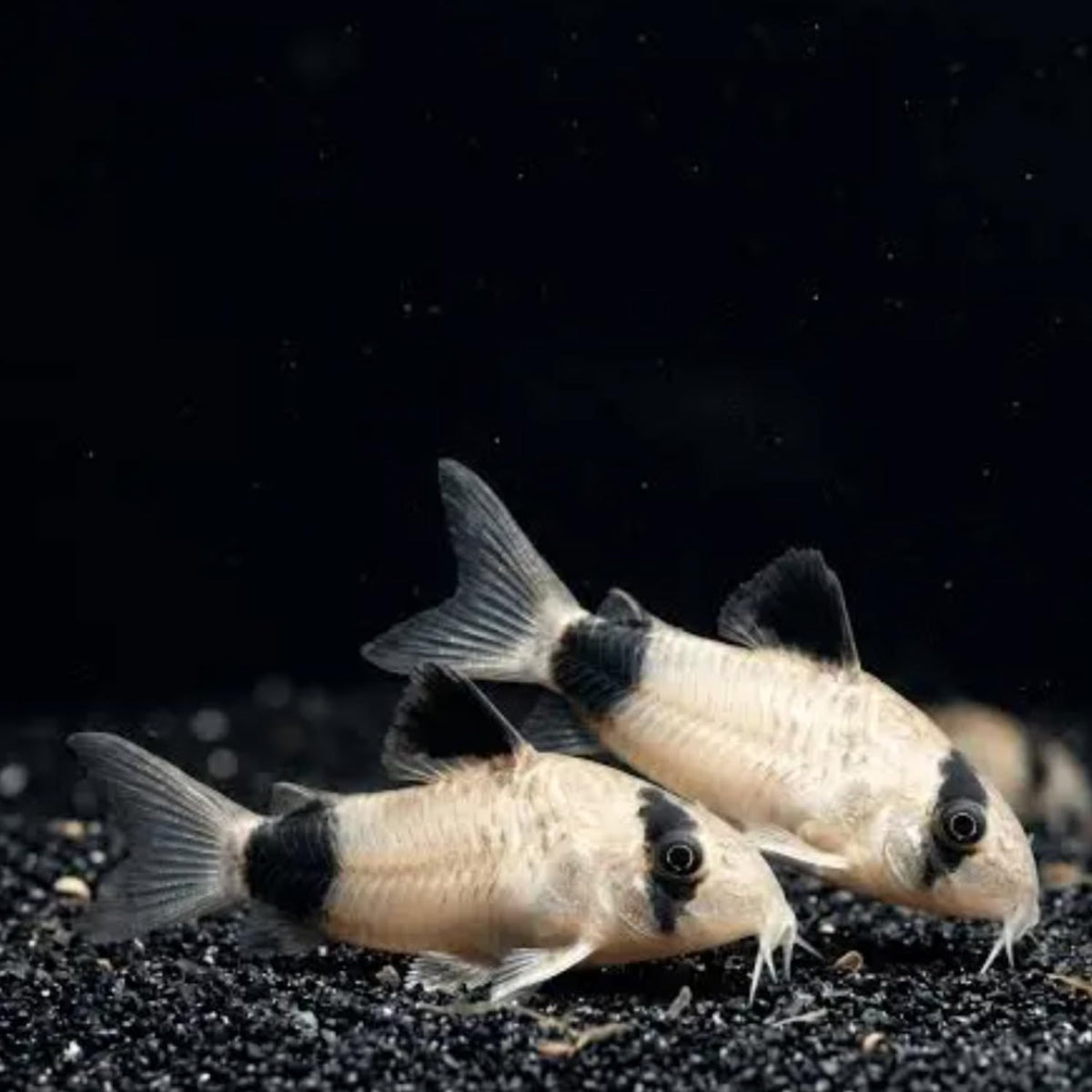 6 Panda Corydoras Live Freshwater Catfish Y3198