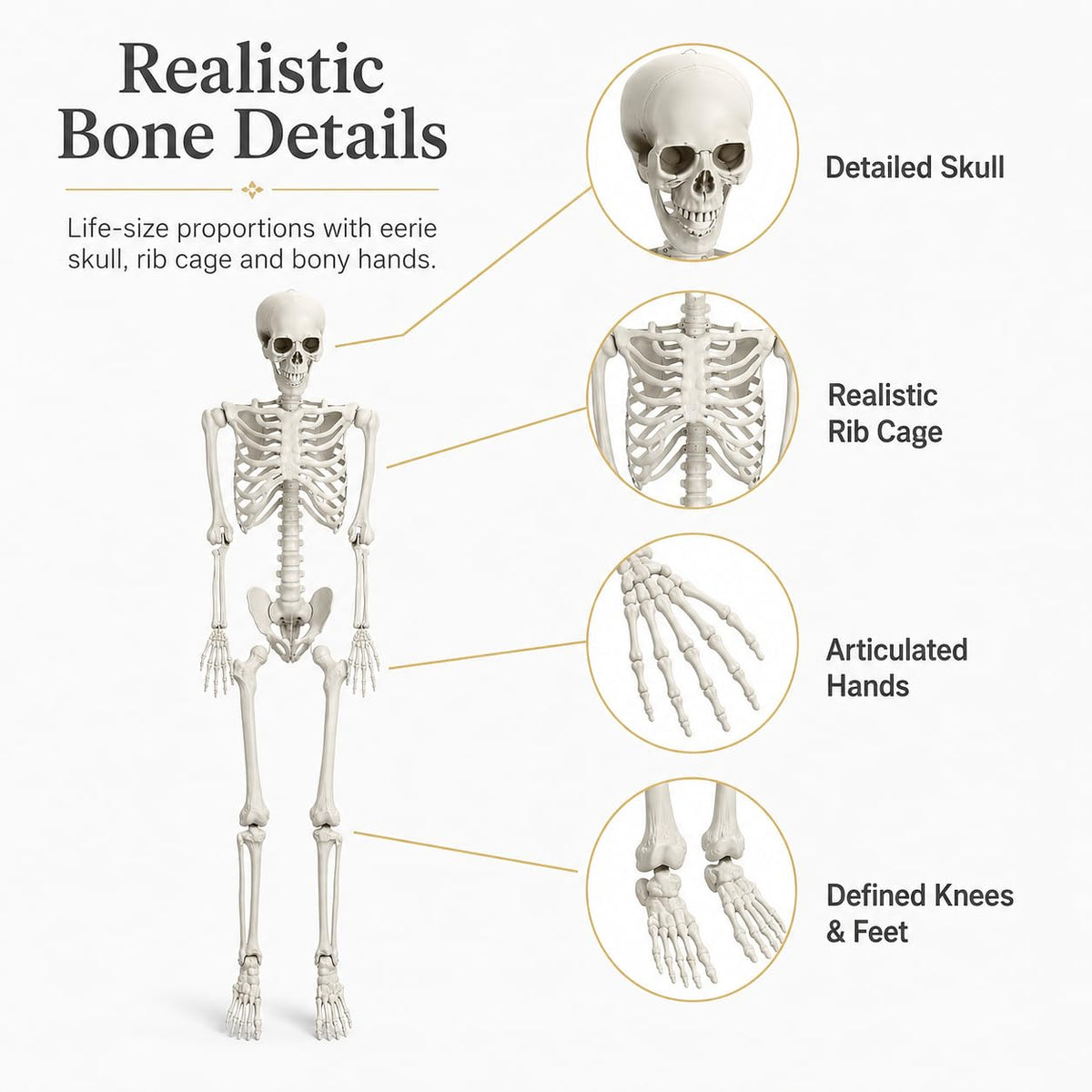 5.4 FT Poseable Skeleton F2641