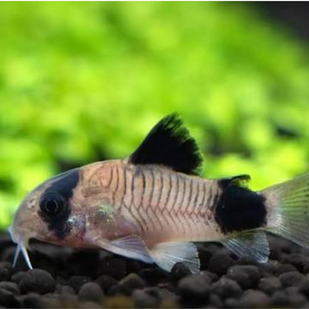 6 Panda Corydoras Live Freshwater Catfish Y3198