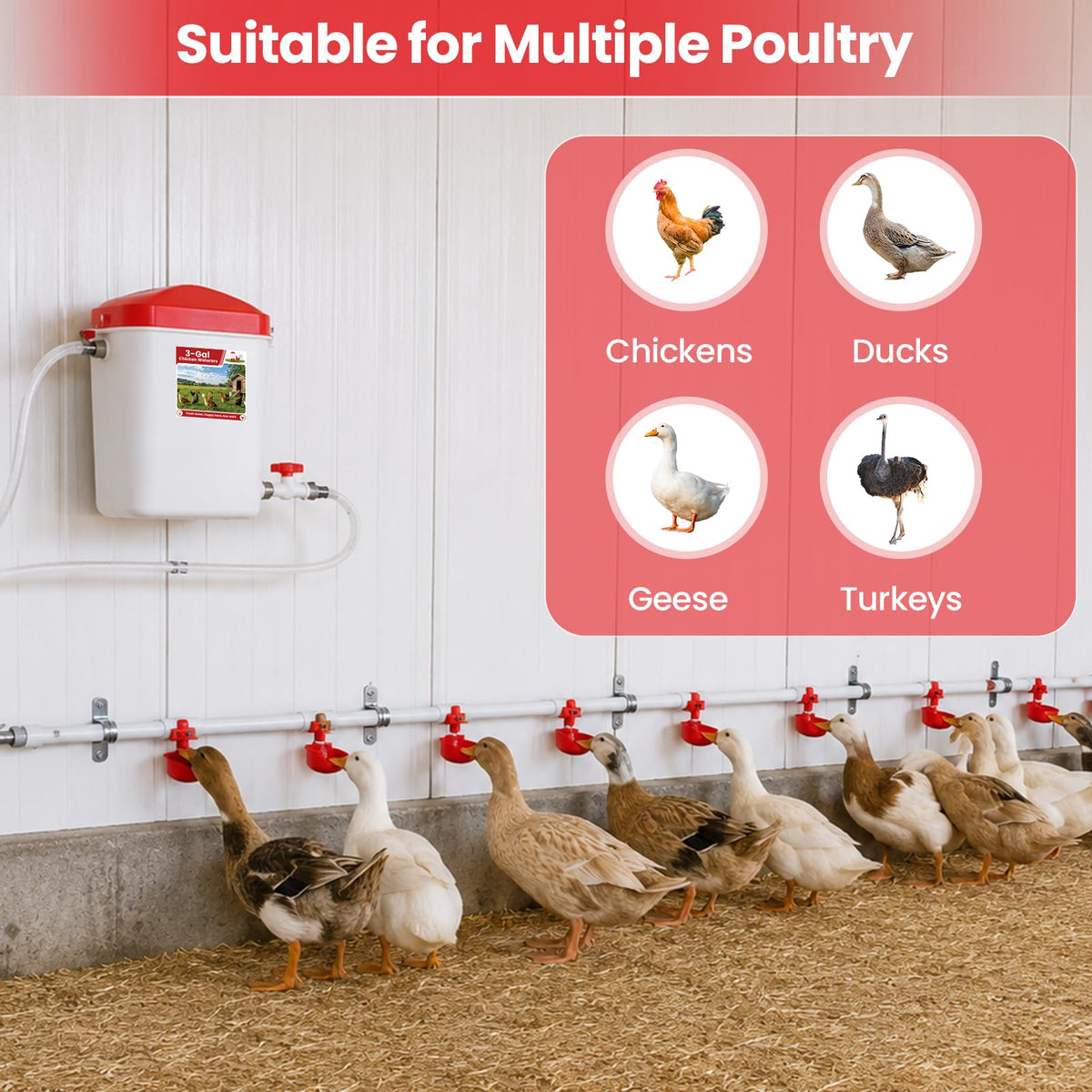 Automatic Chicken Waterer System with 8 Drinking Cups A83414