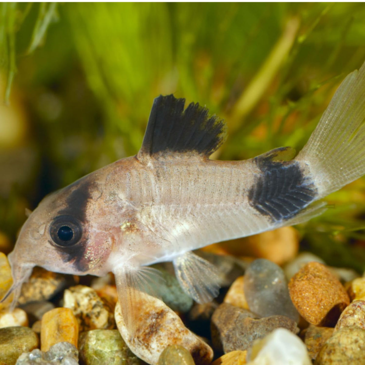 6 Panda Corydoras Live Freshwater Catfish Y3198