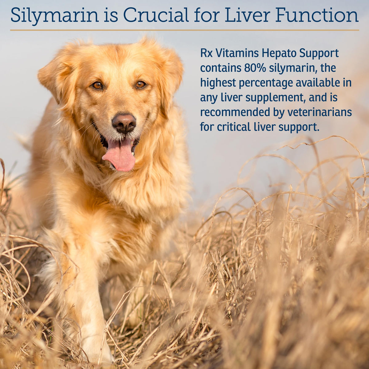 Liver Supplement 180ct S1451