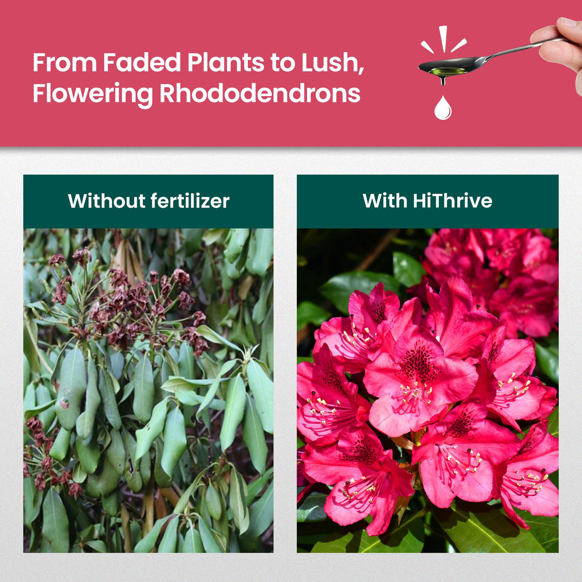 16oz Rhododendron Plant Food W637931