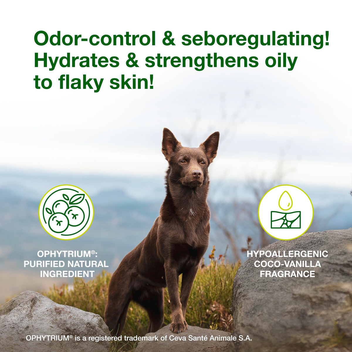 Dog Seboregulating Shampoo 16.9 fl oz K38137