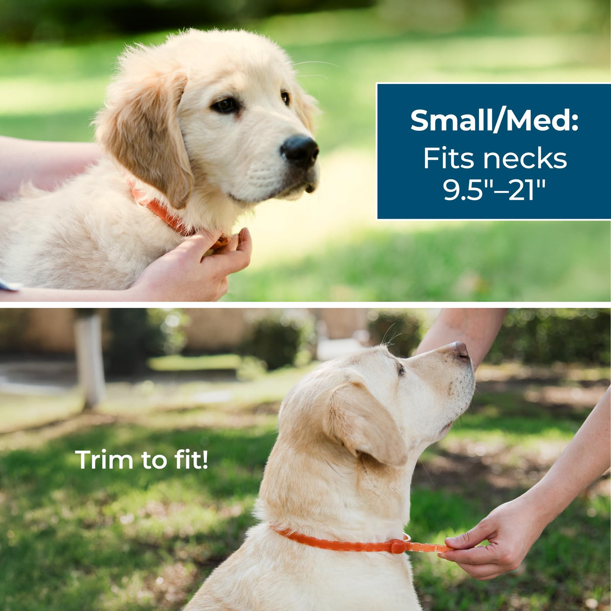 Dog Collar with Natural Essential Oils O449205